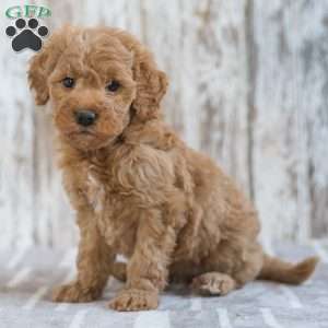 Josefina, Mini Goldendoodle Puppy